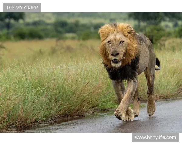 非洲雄狮崛起:揭示大草原背后的王者崛起与生态变革 - 副本